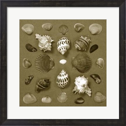 Framed Shell Collector Series VI Print