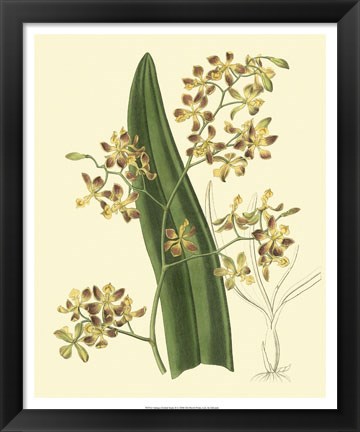 Framed Antique Orchid Study II Print