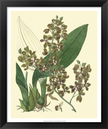 Framed Antique Orchid Study III Print
