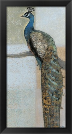 Framed Resting Peacock II Print