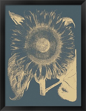 Framed Sunflower 2 Print