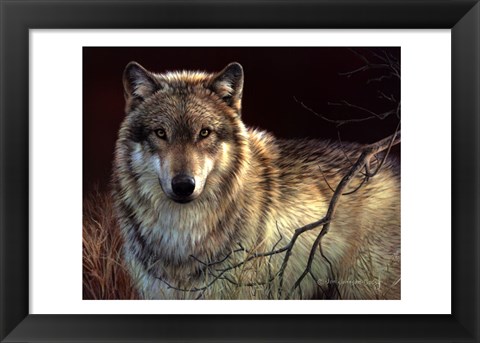 Framed Uninterrupted Stare- Gray Wolf Print