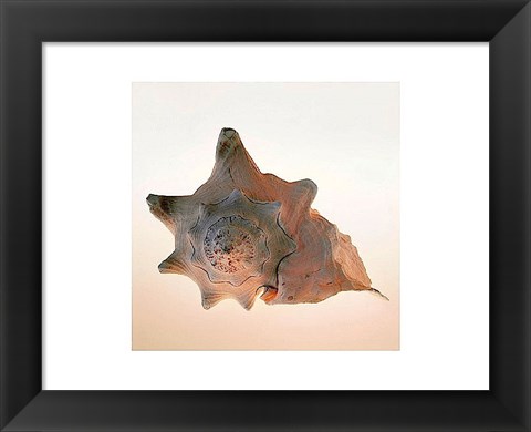 Framed Conch Print