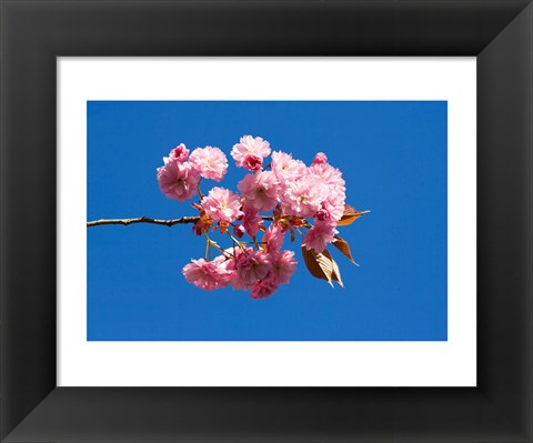 Framed Japanese Cherry Blossom Print