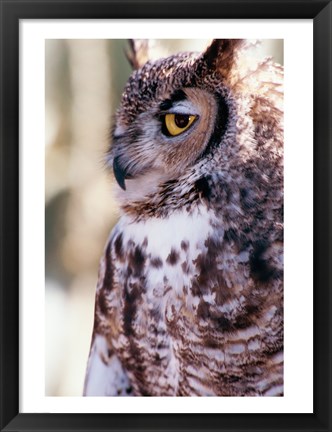 Framed Great Horned Owl Sleepy Print