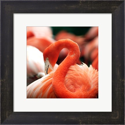 Framed Flamingo National Zoo Print