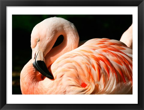 Framed Close-up of a Sleeping Flamingo Print