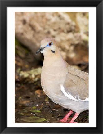 Framed Close-up of a White-Winged Dove, High Island, Texas, USA Print