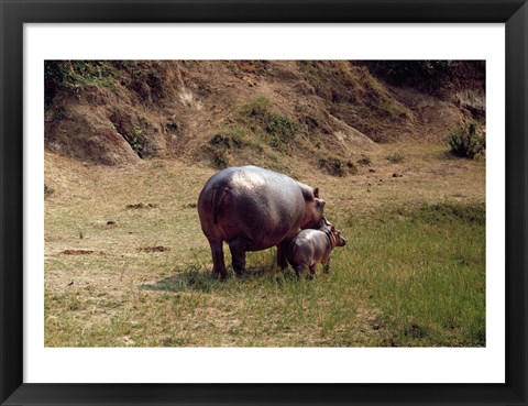 Framed Africa, Hippopotamus (Hippopotamus amphibius) mother with young near Nile River Print