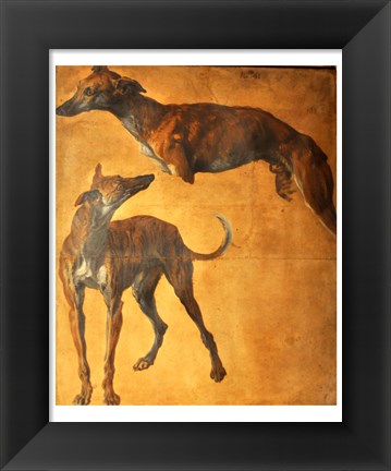 Framed Study of Greyhounds Print