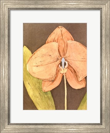 Framed Orchid &amp; Earth IV Print