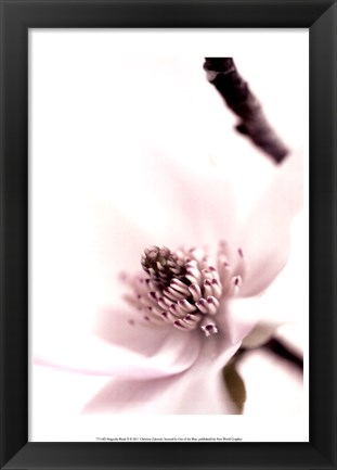 Framed Magnolia Blush II Print