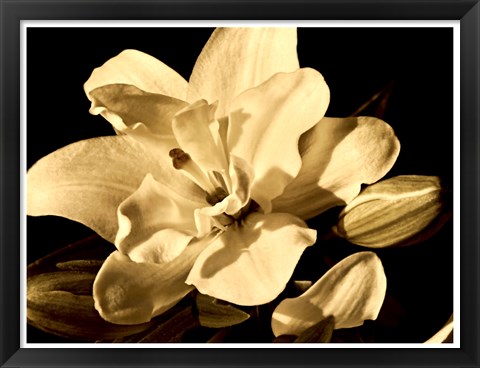 Framed Yvoire Flower I Print