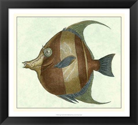 Framed Angel Fish II Print