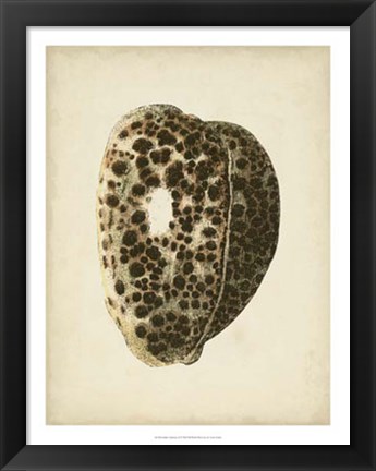 Framed Sealife Collection III Print