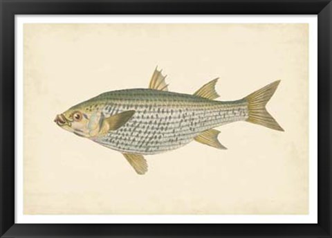 Framed Antique Fish IV Print