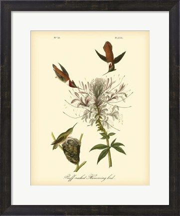 Framed Ruff-neck Hummingbird Print