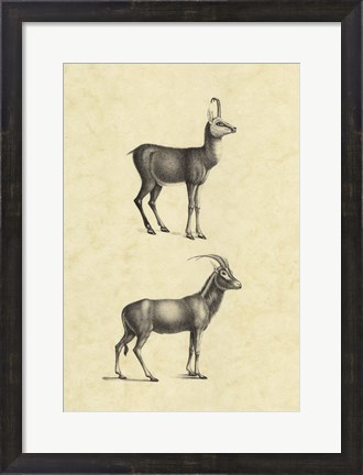 Framed Vintage Antelope Print