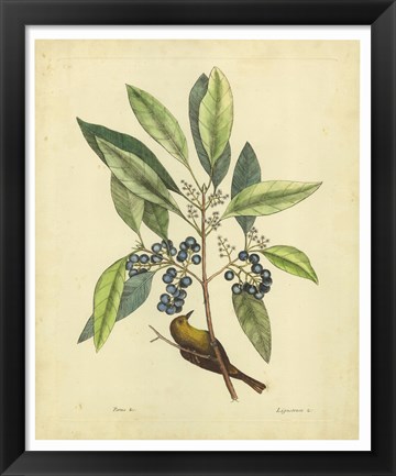 Framed Bird &amp; Botanical V Print