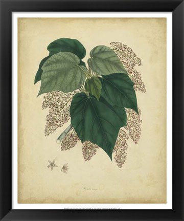 Framed Botanical VII Print