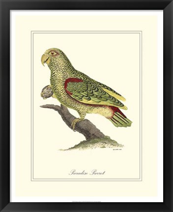 Framed Paradise Parrot Print