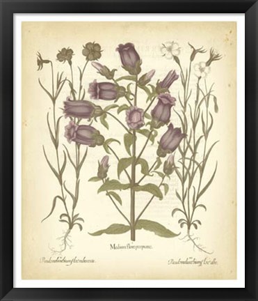 Framed Tinted Besler Botanical II Print