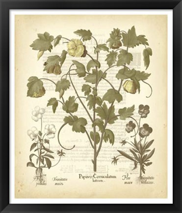 Framed Tinted Besler Botanical IV Print