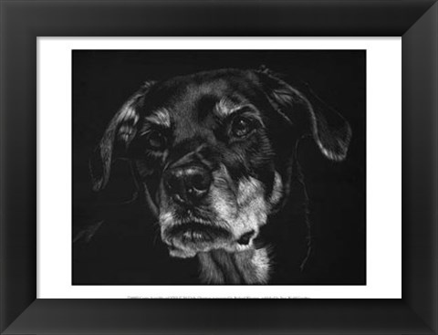 Framed Canine Scratchboard XXII Print