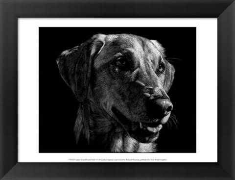 Framed Canine Scratchboard XXIV Print
