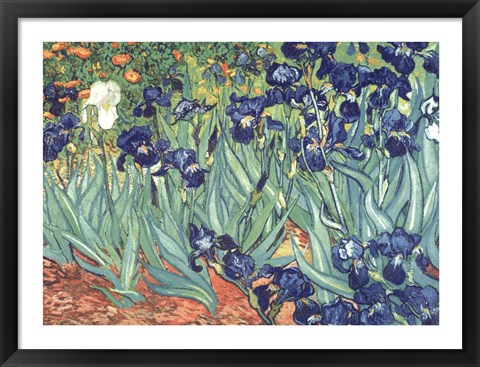 Framed Irises in the Garden Print