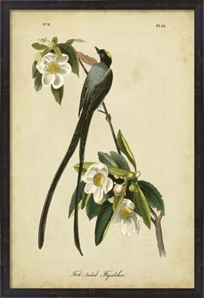 Framed Audubon Fork-tailed Flycatcher Print