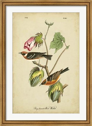 Framed Audubon Bay Breasted Warbler Print