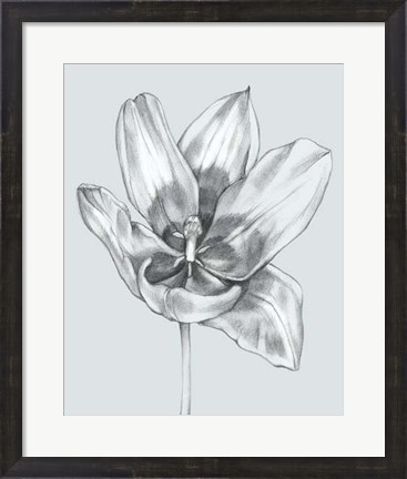 Framed Silvery Blue Tulips II Print