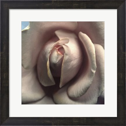 Framed Blushing Rose II Print