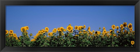 Framed Sunflowers in a field, Marion County, Illinois, USA (Helianthus annuus) Print