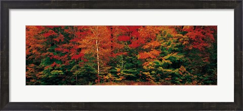 Framed Fall Maple Trees Print