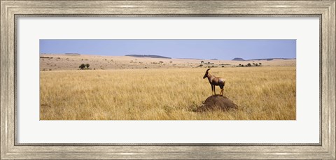 Framed Side profile of a Topi standing on a termite mound, Masai Mara National Reserve, Kenya Print