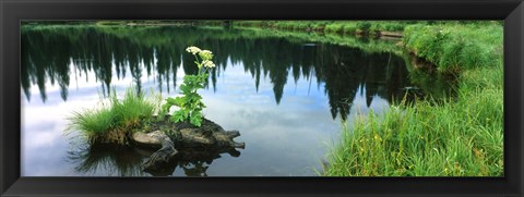 Framed Cow Parsnip (Heracleum maximum) flowers in a pond, Moose Pond, Grand Teton National Park, Wyoming, USA Print