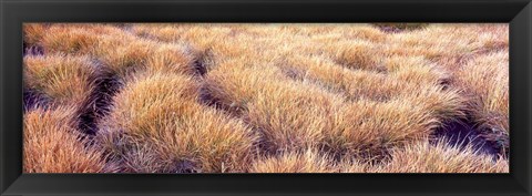 Framed Dry grass in a national park, South Fork Cascade Canyon, Grand Teton National Park, Wyoming, USA Print