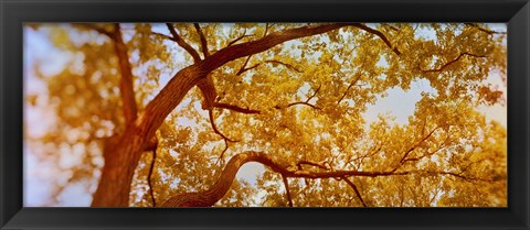Framed Low angle view of a tree in autumn Print