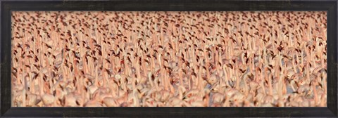 Framed Lesser flamingos Print