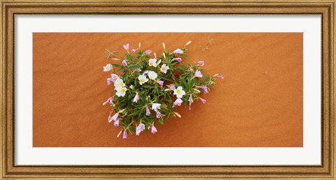 Framed Dune evening primrose flowers in sand, Valley of Fire State Park, Nevada, USA Print