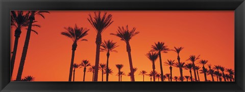 Framed Silhouette of date palm trees in a row, Phoenix, Arizona, USA Print