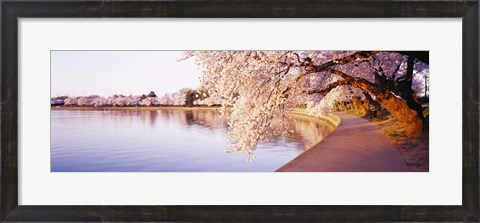 Framed Tidal Basin, Washington DC, District Of Columbia, USA Print