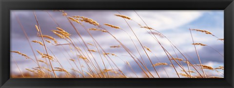 Framed Wheat Stalks Blowing, Crops, Field, Open Space Print