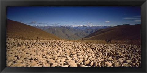 Framed Sheep Otago New Zealand Print