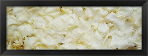 Framed White Rose Petals Print