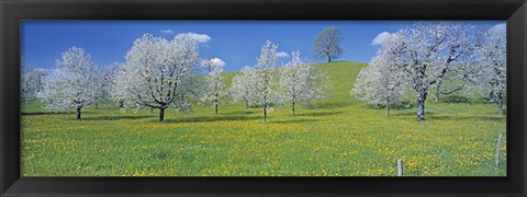 Framed View Of Blossoms On Cherry Trees, Zug, Switzerland Print