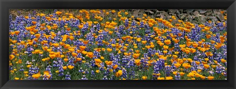 Framed California Golden Poppies (Eschscholzia californica) and Bush Lupines (Lupinus albifrons), Table Mountain, California, USA Print