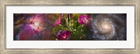 Framed Close-up of flowers and universe Print